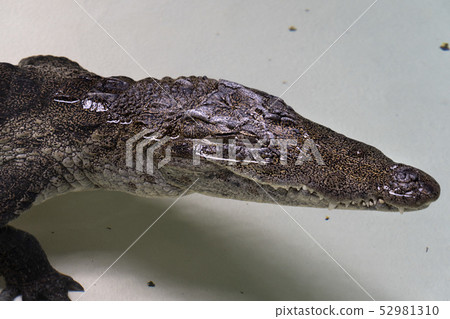 west african crocodile 52981310