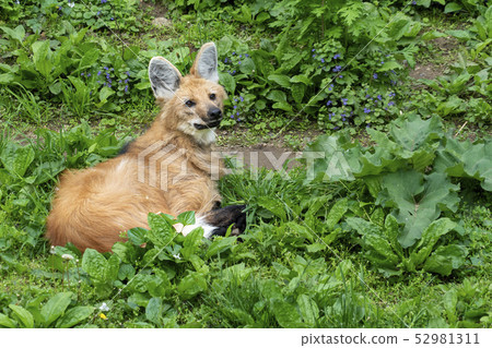 Maned wolf close up portrait Maned wolf close up portrait 52981311