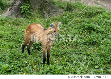 Maned wolf close up portrait 52981312