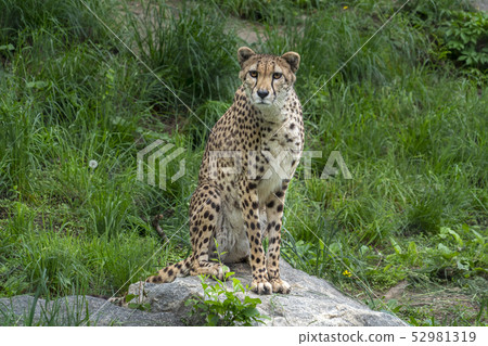 Cheetah leopard portrait Cheetah leopard portrait 52981319