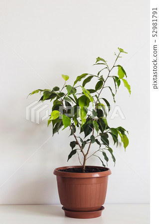 Potted ficus benjamin houseplant on white table. Potted ficus benjamin houseplant on white table. 52981791