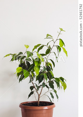 Potted ficus benjamin houseplant against a white 52981792