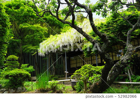 May Shiratomi of Japanese Garden in Kamakura 741 English Shoji Temple May Shiratomi of Japanese Garden in Kamakura 741 English Shoji Temple 52982066