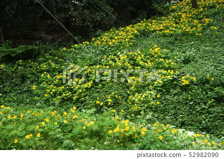 4月Itabashi 44 Yamabuki-so自己的土地，團體佈，Akatsuka Park 52982090