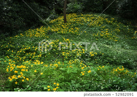 四月板橋43山北昭的自己的土地,團體佈,Akatsuka公園 四月板橋43山北昭的自己的土地,團體佈,Akatsuka公園 52982091