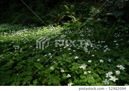 四月板橋40 Nirinso自我發展,集團Akatsuka公園 四月板橋40 Nirinso自我發展,集團Akatsuka公園 52982094