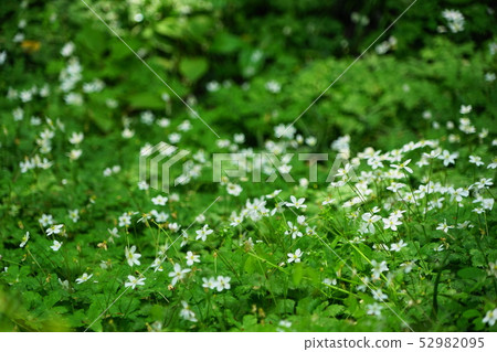 四月板橋39 Nirinso自我發展，集團Akatsuka公園 52982095