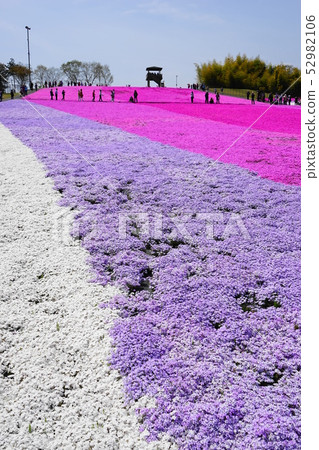 April Ichikaicho 20 Shibakura Flower Fields and Shizakura Park 52982106