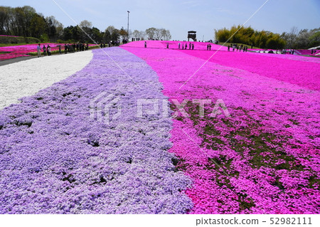 April Ichikaicho 16 Shibakura Flower Fields and Shizakura Park 52982111
