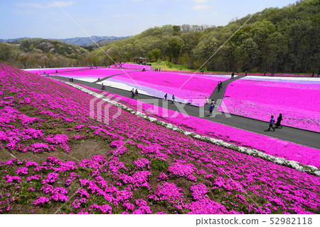 April Ichikaicho 09 Shibakura Flower Fields and Shizakura Park 52982118