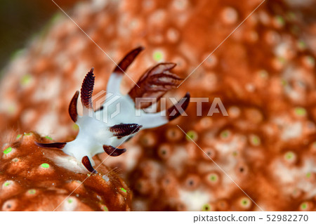 熊貓金槍魚海牛 52982270
