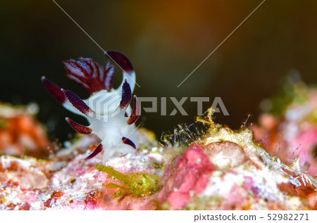 Panda tuna sea cow 52982271