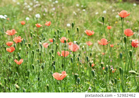 Nagami hinagishi Nagami hinagishi 52982462