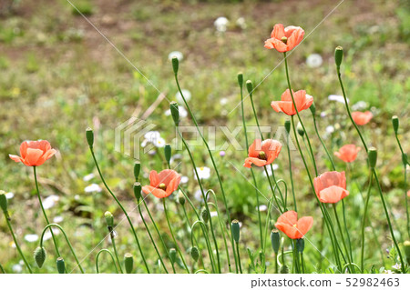 Nagami hinagishi 52982463