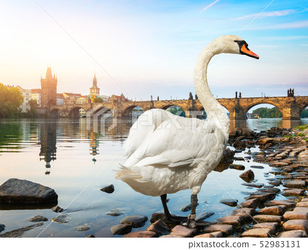 White swan in Prague White swan in Prague 52983131