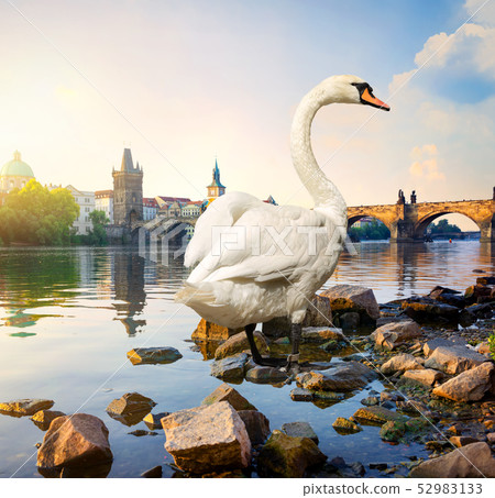 Swan on river Vltava Swan on river Vltava 52983133