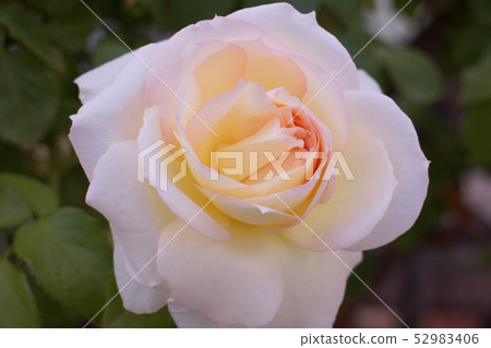 Rose Tchaikovsky Rose Tchaikovsky 52983406