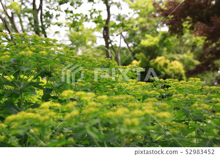春天琵琶湖水生植物公園 春天琵琶湖水生植物公園 52983452