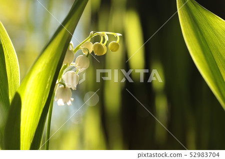 Lily of the valley in the forest 52983704