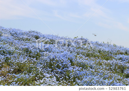 Nemophila Festival Hokuko [Osaka] 52983761