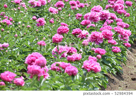 Peony peony (Shaku) 52984394