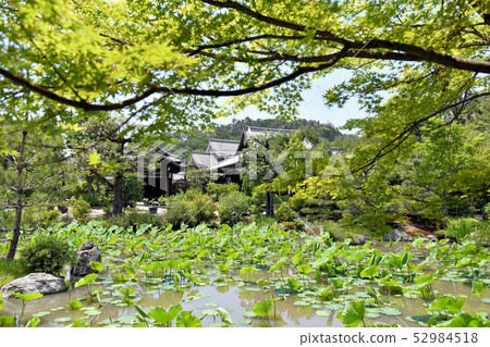 Hokingoin Hokingoin 52984518