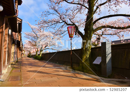 Odamachicho Tea District Sakura 52985207