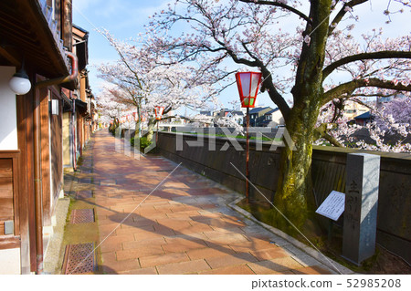 Odamachicho Tea District Sakura 52985208