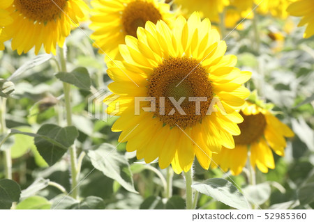 sunflower	 52985360