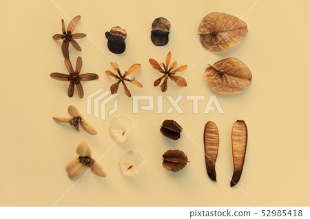 dry seeds brown like flower flat lay on paper dry seeds brown like flower flat lay on paper 52985418