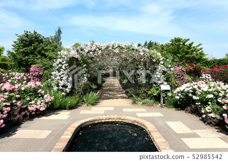東武寶藏花園的玫瑰拱門。 Paul的喜馬拉雅麝香漫步者(五月)群馬縣Tatebayashi市 東武寶藏花園的玫瑰拱門。 Paul的喜馬拉雅麝香漫步者(五月)群馬縣Tatebayashi市 52985542