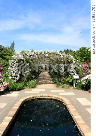 東武寶藏花園的玫瑰拱門。 Paul的喜馬拉雅麝香漫步者（五月）群馬縣Tatebayashi市 52985703