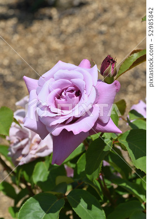 Rose (Charles de Gaulle) 52985842