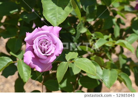 Rose (Charles de Gaulle) Rose (Charles de Gaulle) 52985843