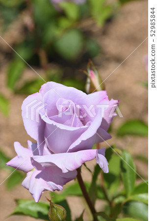 Rose (blue ribbon) Rose (blue ribbon) 52985844