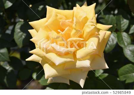 Rose (Tianjin maiden) 52985849