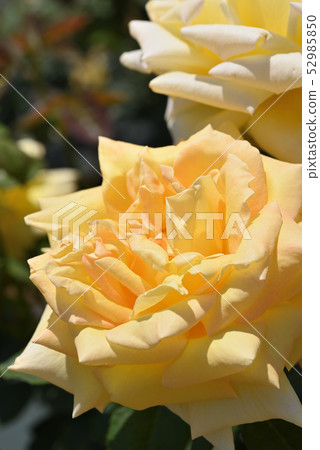 Rose (Tianjin maiden) 52985850