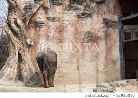 大像在動物園裡 52986056