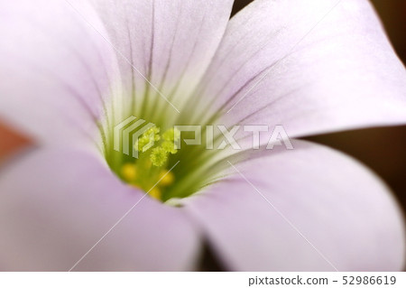 紫麥盧武鉉 52986619