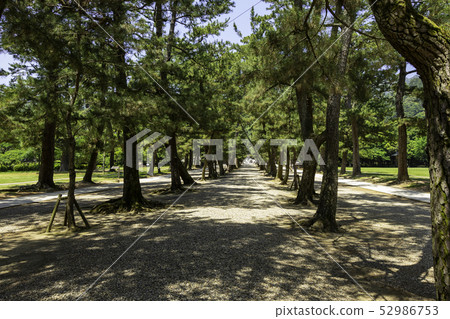 Shimane Prefecture Izumo Izumo Taisha Pine Approach 52986753