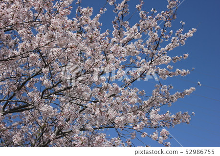 Sakura *** Sakura Sakura SAKURA *** 52986755