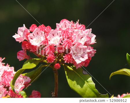 Kalmia (American rhododendron) flower and bud Kalmia (American rhododendron) flower and bud 52986912