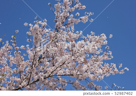 Sakura *** Sakura Sakura SAKURA *** Sakura *** Sakura Sakura SAKURA *** 52987402