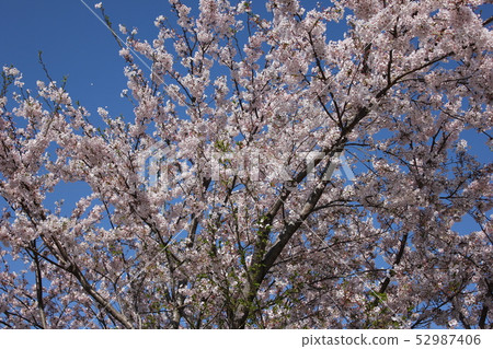 Sakura *** Sakura Sakura SAKURA *** Sakura *** Sakura Sakura SAKURA *** 52987406