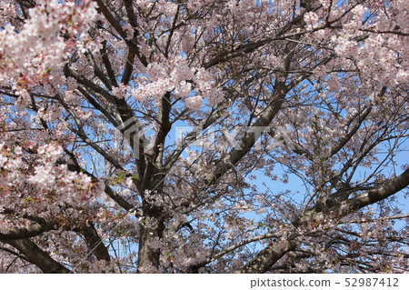 Sakura *** Sakura Sakura SAKURA *** Sakura *** Sakura Sakura SAKURA *** 52987412