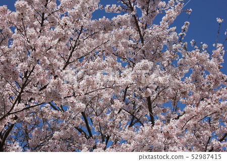 Sakura *** Sakura Sakura SAKURA *** Sakura *** Sakura Sakura SAKURA *** 52987415