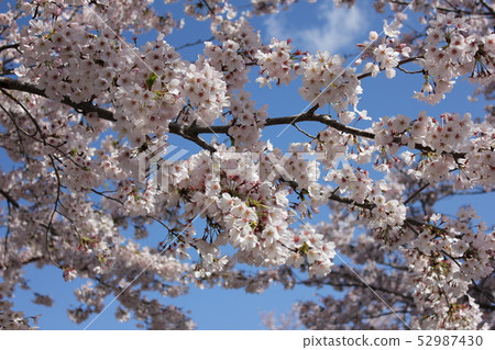 Sakura *** Sakura Sakura SAKURA *** Sakura *** Sakura Sakura SAKURA *** 52987430