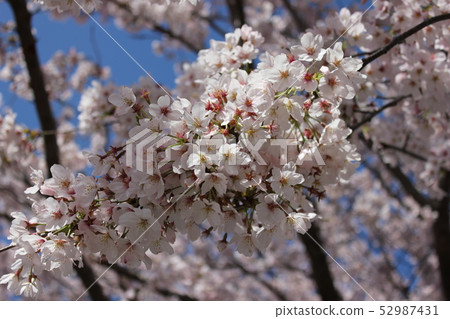 Sakura *** Sakura Sakura SAKURA *** 52987431