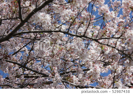 Sakura *** Sakura Sakura SAKURA *** Sakura *** Sakura Sakura SAKURA *** 52987438