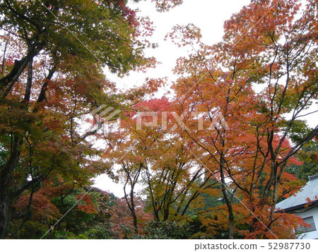 楓葉，秋天的落葉 52987730